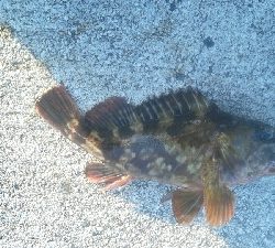 今日もカサゴのみ