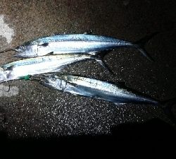 なんとかつれました。