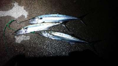 なんとかつれました。