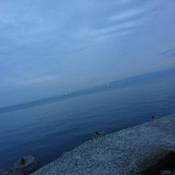 アコウ釣りたかったけど…