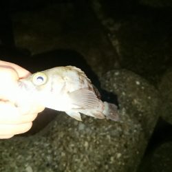 釣り部  釣行記  ３０