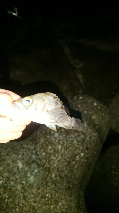 釣り部  釣行記  ３０