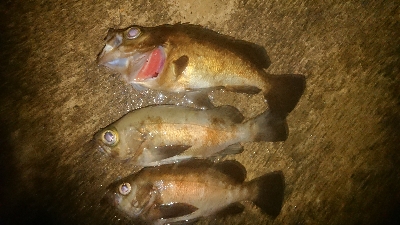 メバルロードは続くのね