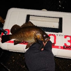 雨のメバリング