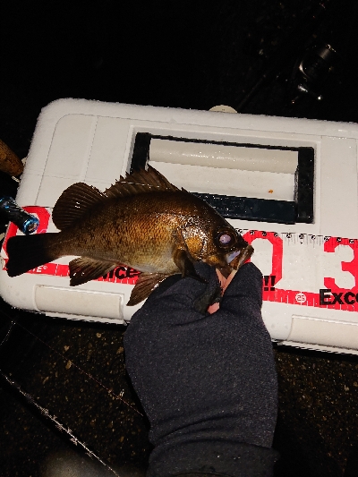 雨のメバリング