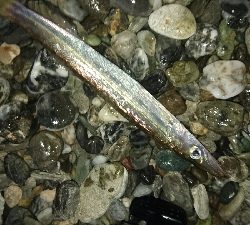 仁淀川周辺サーフライトショアジギング