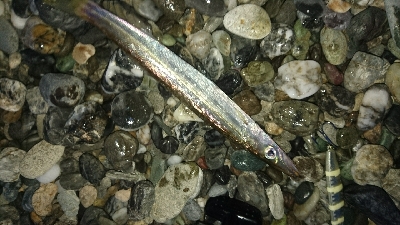 仁淀川周辺サーフライトショアジギング