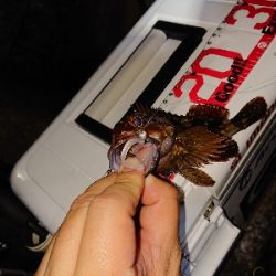 ガシラが元気でした。