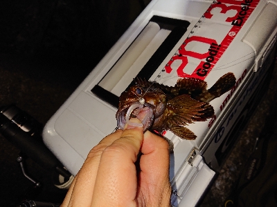 ガシラが元気でした。