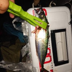 シビアなアジング