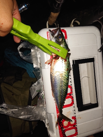 シビアなアジング