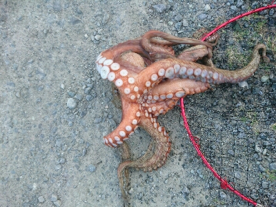 やばいのが来ました