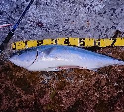 磯から90cmオーバーの鰤!ショアジギ。