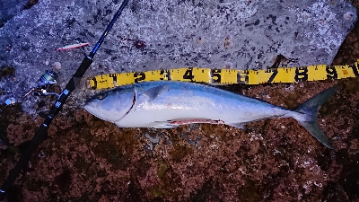 磯から90cmオーバーの鰤！ショアジギ。