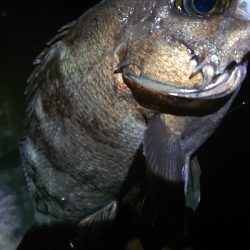 デカメバリング