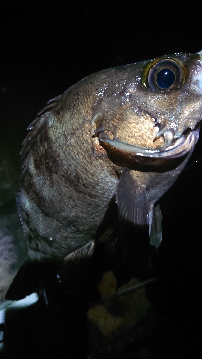 デカメバリング