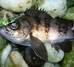 ナイトメバリング