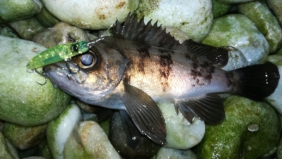 ナイトメバリング