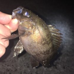 明石ライトゲーム