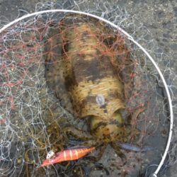 令和アオリ1号☆