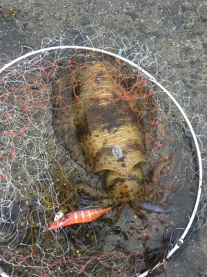 令和アオリ1号☆