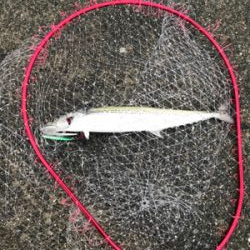 サゴシはなんとか