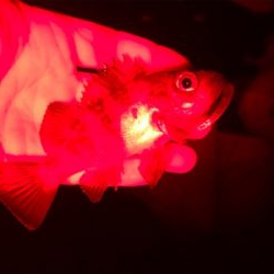 平成最後にデカアジ!