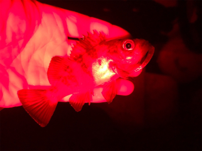 平成最後にデカアジ!