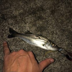 令和一発目 シーバスマルチも手乗りシーバス