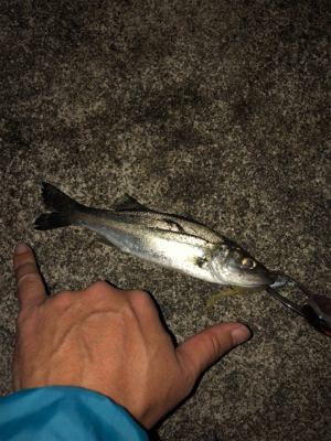 令和一発目 シーバスマルチも手乗りシーバス