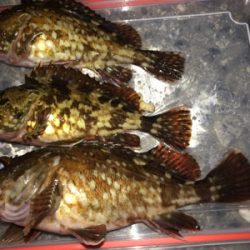 令和 初メバリング