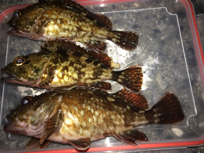 令和 初メバリング