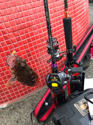 令和初釣行津田一文字ガシラ爆釣ポイント