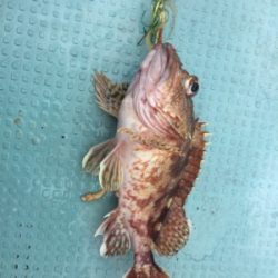 ヒヤヒヤの釣りでした