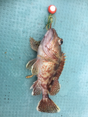 ヒヤヒヤの釣りでした