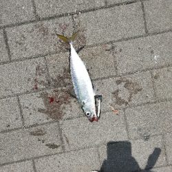 奇跡起きました！