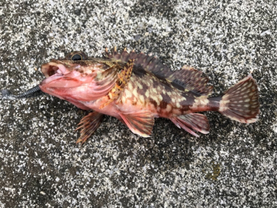 堤防ロックフィッシュ