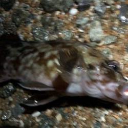 令和元年サーフメバリング