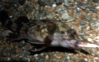 令和元年サーフメバリング