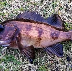 アジンガー1805~1850