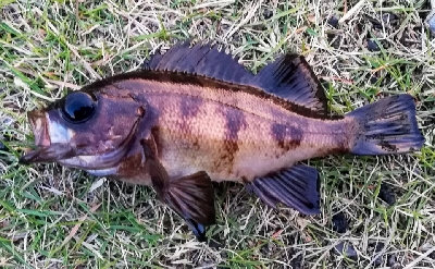 アジンガー1805~1850