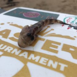 令和初キス釣り