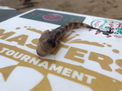 令和初キス釣り