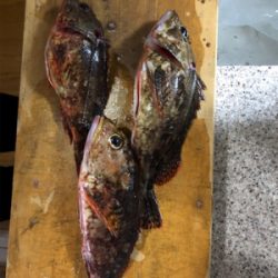 筏でアオリイカ