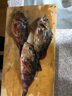 筏でアオリイカ