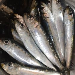 「令和」最初のサビキ釣り