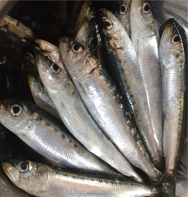 「令和」最初のサビキ釣り