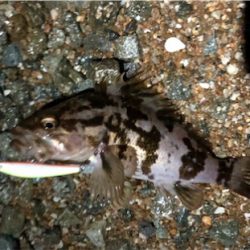 デカロックサーフプラッキング