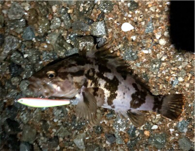 デカロックサーフプラッキング