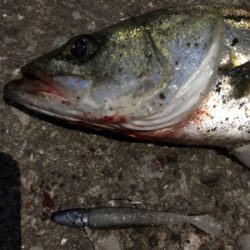 GWの奇跡 シーバス3連発